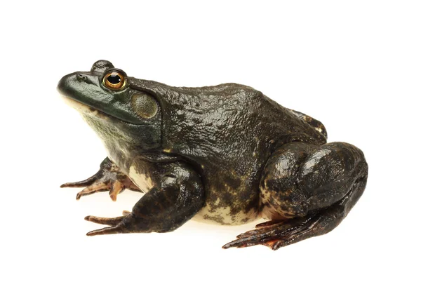 Bullfrog, — Stockfoto