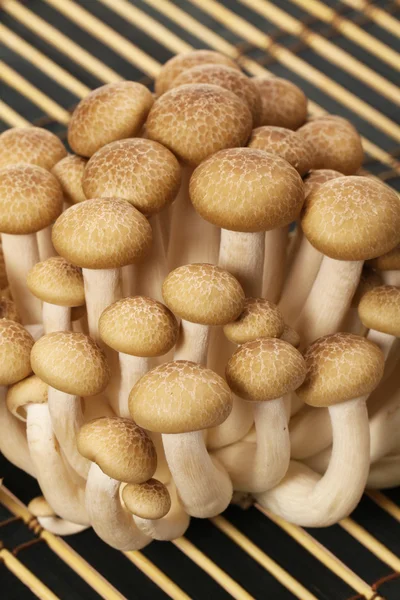 Mushrooms — Stock Photo, Image