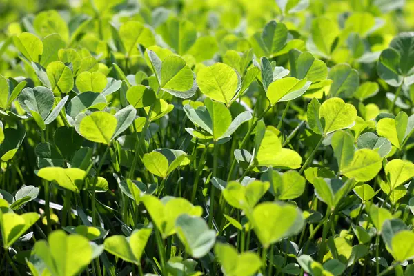 Fresh green clover leaves — Stock Photo, Image