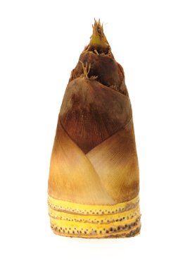 Bambu filizleri