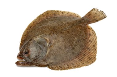 Flounders