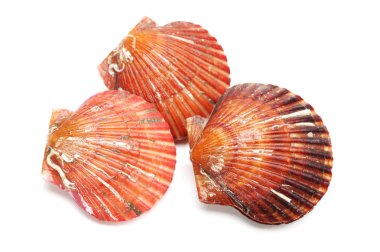 Canlı deniz tarağı