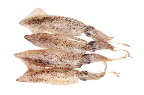 Squids — Stock Photo, Image