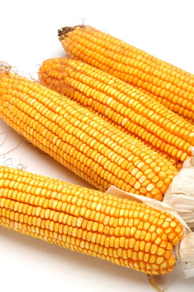 Grain corn — Stock Photo, Image