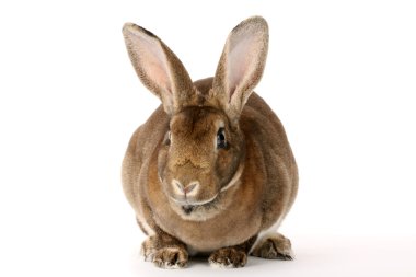 kahverengi tavşan