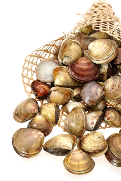Clams on a white background — Stock Photo, Image