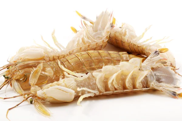 Mantis Shrimp — Stock Photo, Image