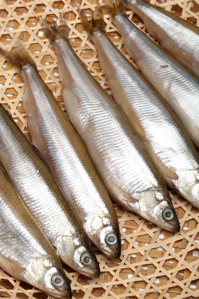 Pescado fresco en banco —  Fotos de Stock