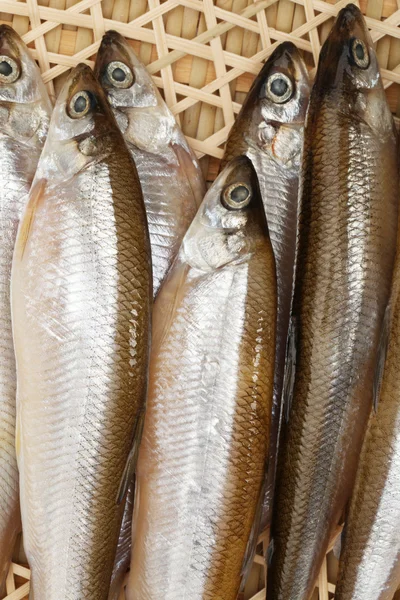 Pesce fresco sul banco — Foto Stock