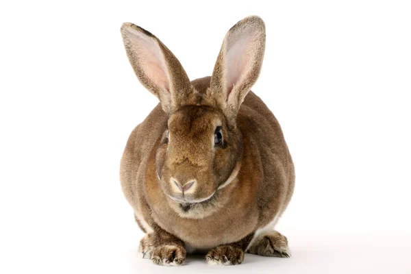 Brown rabbit — Stock Photo, Image