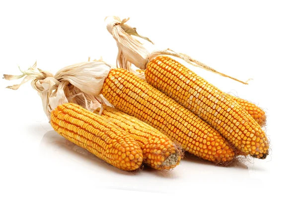 Grain corn — Stockfoto