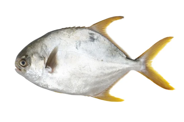 Pomfret. — Foto de Stock