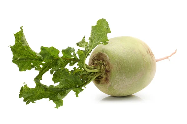 Green radish — Stock Photo, Image