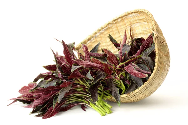 Amaranth — Stock Photo, Image