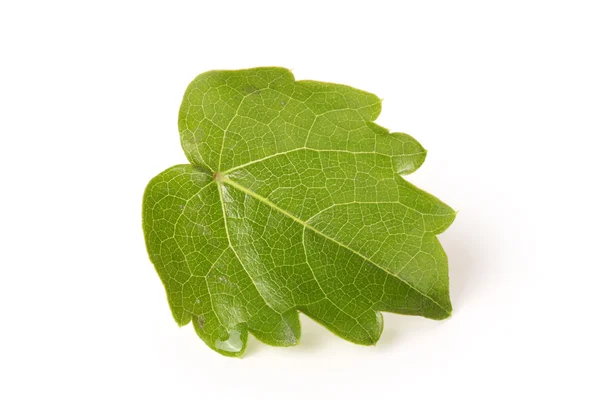 Sprig of ivy with green leaves — Stock Photo, Image