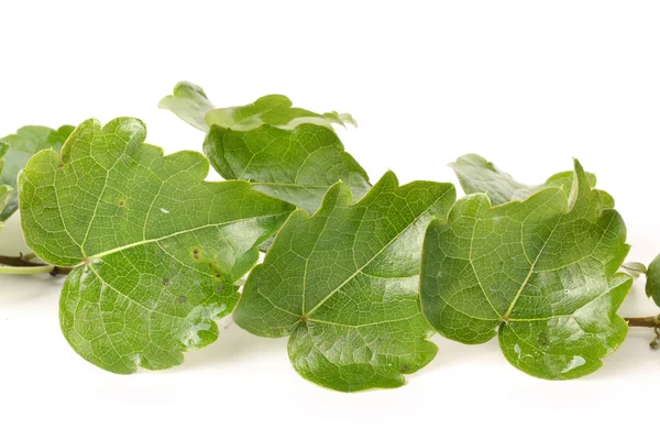 Takje van ivy met groene bladeren — Stockfoto