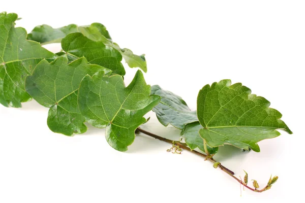 Ivy yeşil yaprakları ile fışkın — Stok fotoğraf