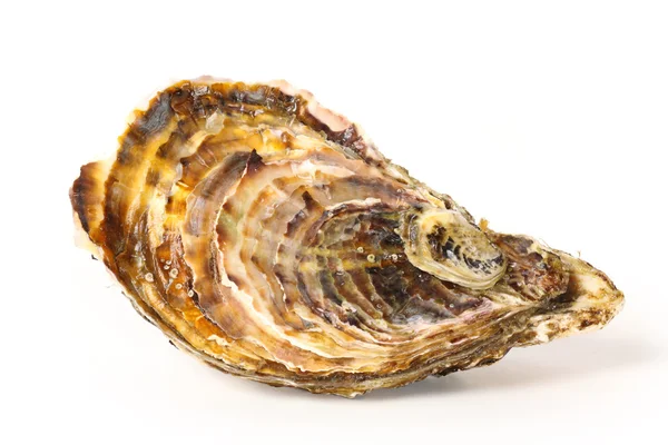 Levend oesters — Stockfoto