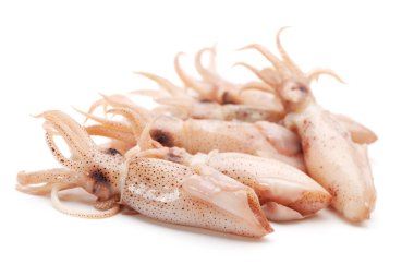 kalamarlar