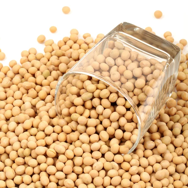 Gold soybean — Stock Photo, Image