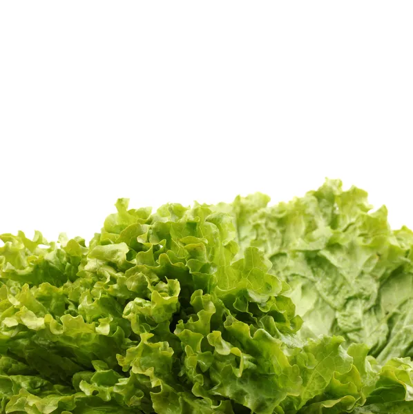 Lettuce — Stock Photo, Image