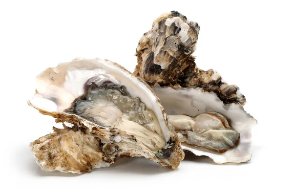 Oyster — стокове фото