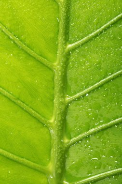 Tatlı Su damlacıkları ile yaprak yeşil doku arka plan. canlı ve dokulu portre.