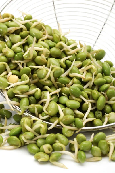 Soybean sprouts — Stock Photo, Image