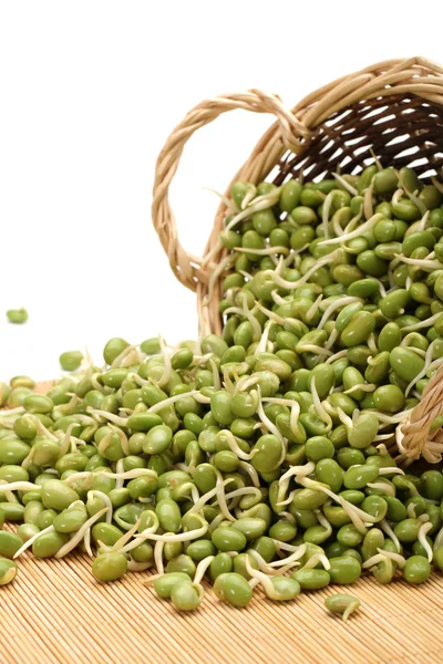 Soybean sprouts — Stock Photo, Image