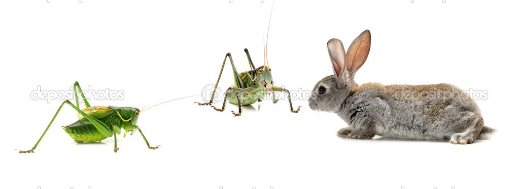Grasshopper and grey rabbit