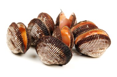 Scapharca subcrenata