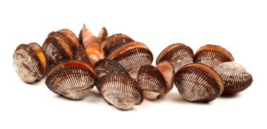 Scapharca subcrenata