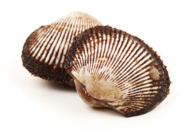 Scapharca subcrenata