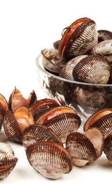 Scapharca subcrenata