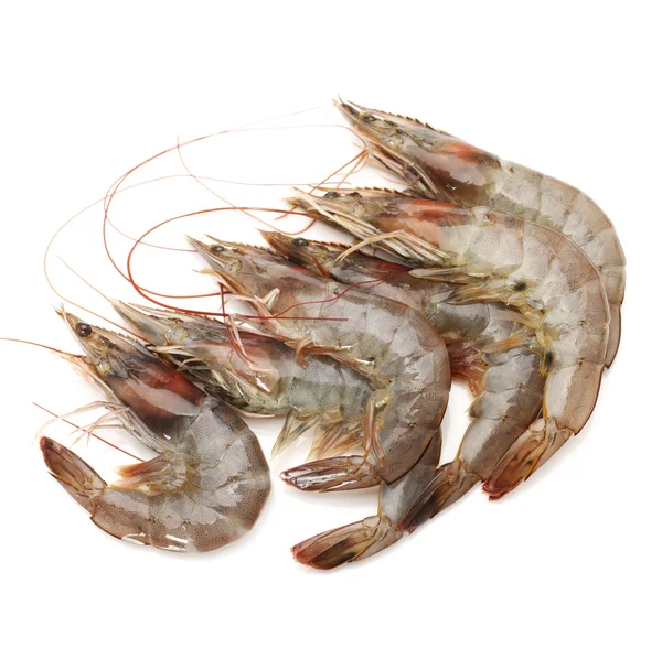 Raw shrimp — Stock Photo, Image