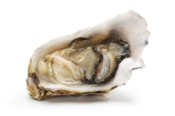 Oyster — Stock Photo, Image