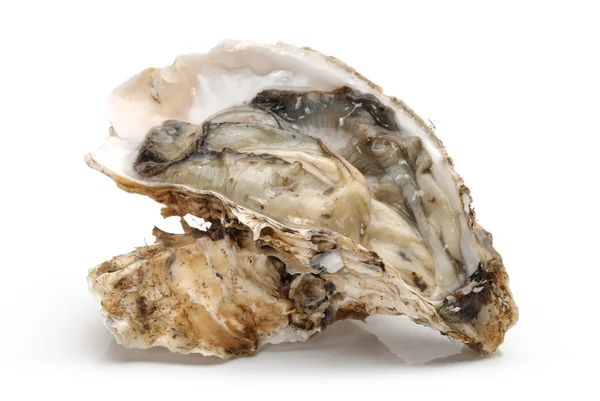 Oyster — Stock Photo, Image