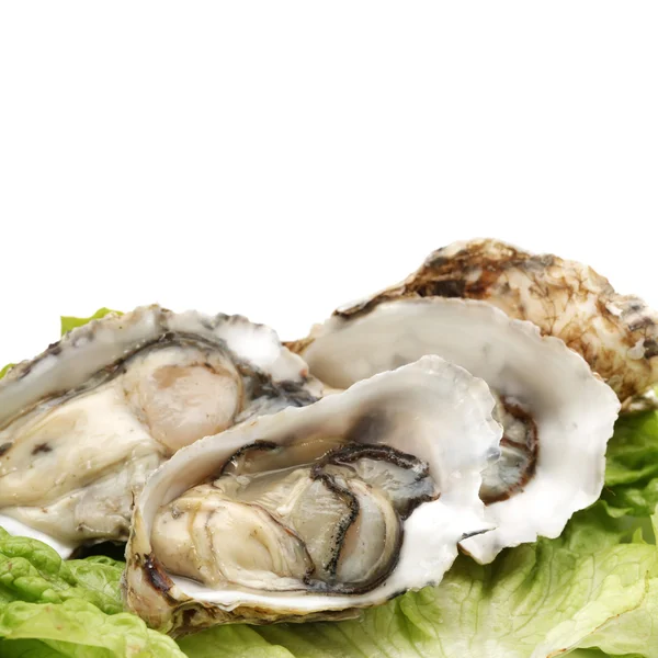 Oyster — Stock Photo, Image
