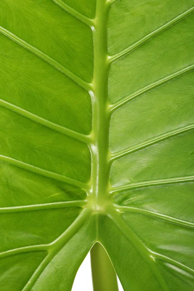 Groene blad textuur achtergrond — Stockfoto