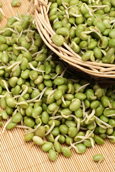 Green soybean sprouts — Stock Photo, Image