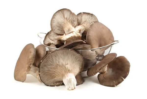 Oyster mushroom — Stock Photo, Image