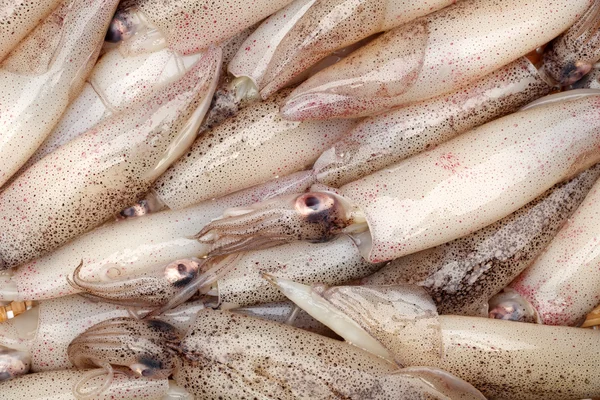 Gefangener Tintenfisch — Stockfoto