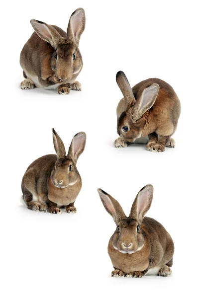 Bruin bunnykahverengi tavşan — Stockfoto
