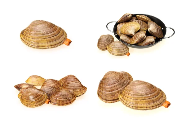 Live clams — Stock Photo, Image