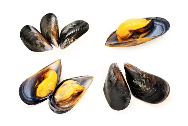 Mossel — Stockfoto