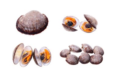 Scapharca subcrenata