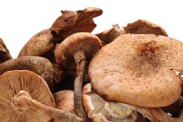 stock image Hazel mushroom