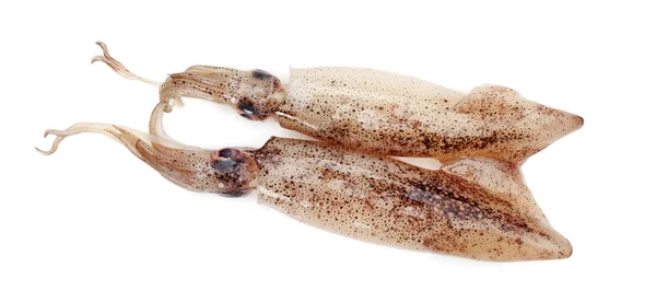 Squids — Stock Photo, Image