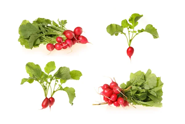 Red Cherry radish — Stock Photo, Image