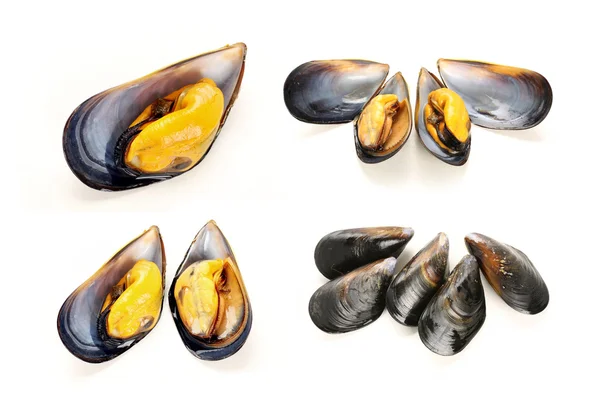 Mussel — Stock Photo, Image